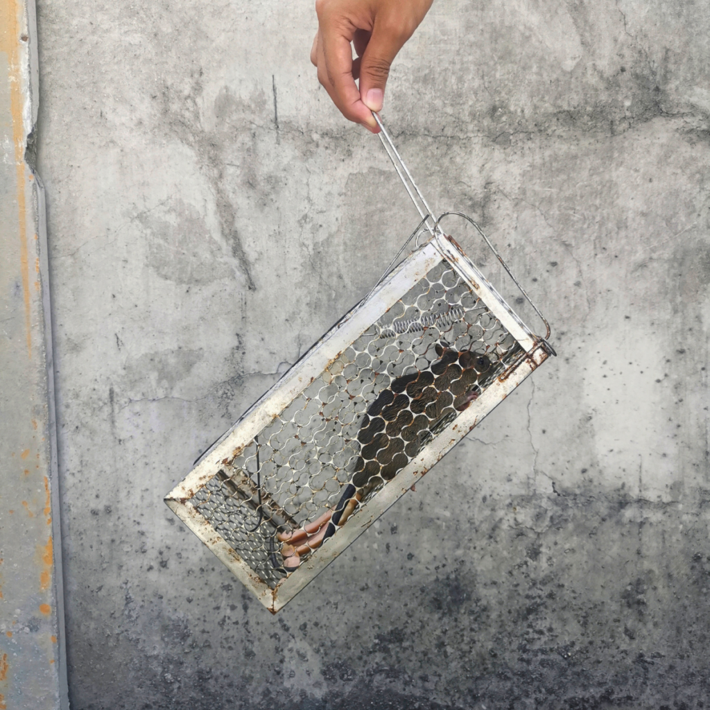 appatage dératisation rat dans cage