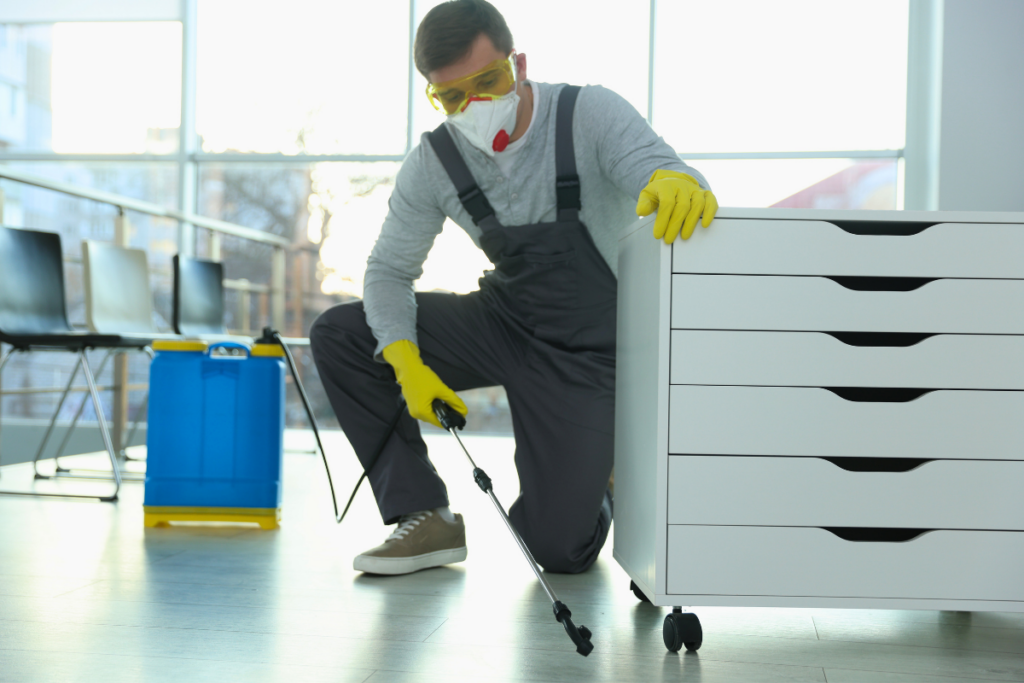 profesionnel dératisation souris bureau